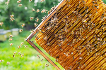Hardworking honey bees on honeycomb in apiary in late summertime 