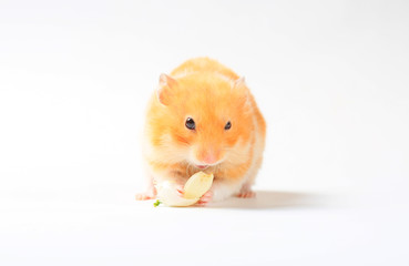 hamster isolated on a white background