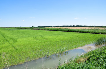 Field of rice in the rice paddies