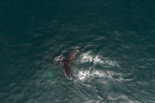 humpback whale from above in iceland