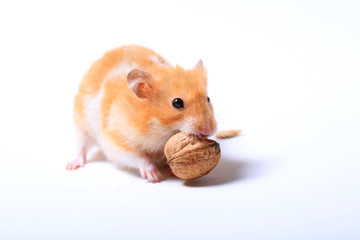 hamster and walnut on white background