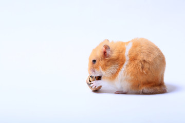 hamster with a walnut on a white background