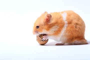 hamster with a walnut on a white background