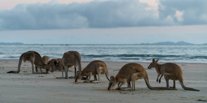 K&auml;ngurus bei Sonnenaufgang am Meer in Queensland Australien