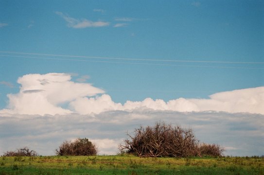 dead apple trees in piles