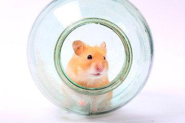 hamster in a glass jar on a white background