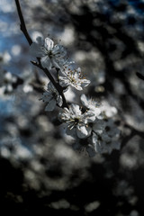 white flowers in a tree