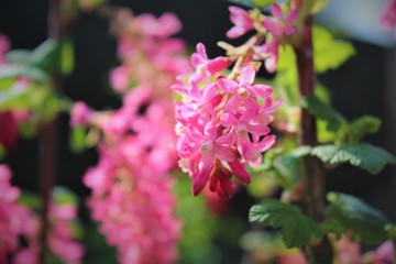 Fototapeta premium Ribes sanguineum: the flowering currant