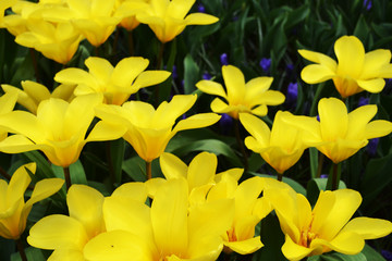  Spring flowers yellow green tulips tenderness park