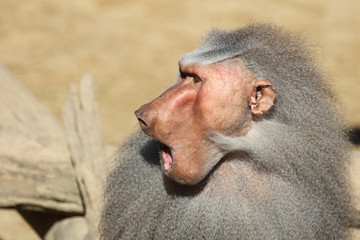 Mantelpavian / Hamadryas Baboon / Papio hamadryas.
