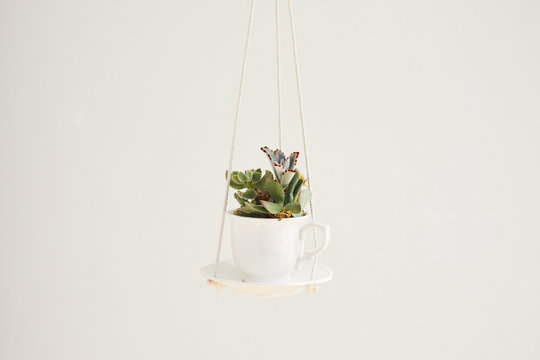 Succulents in a cup