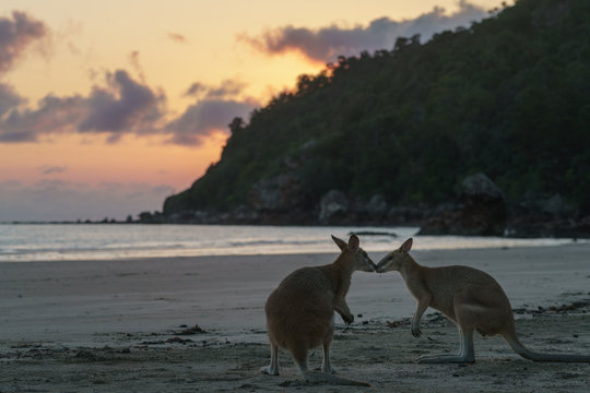 Kängurus bei Sonnenaufgang am Meer in Queensland Australien