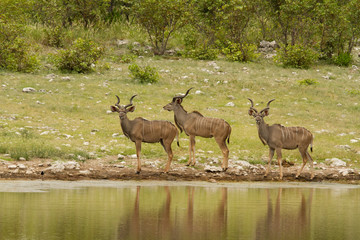 Group of Kudu beside a lake in line