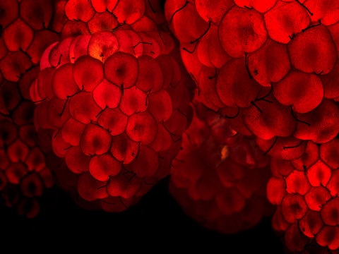 Glowing raspberry on a black background