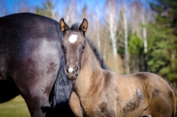Obraz premium young foal with white spot on forehead