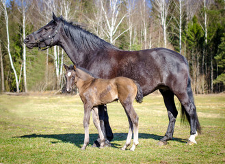 Fototapeta premium portrait of mother horse and child foal on spring landscape