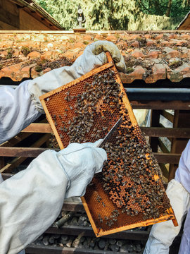 Animals: honeycomb examination of a hive
