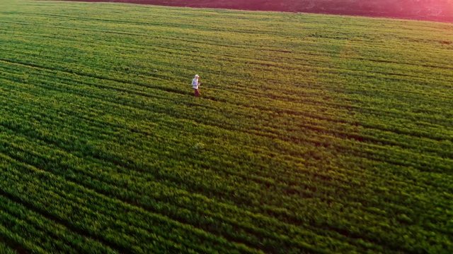 Farmer walking green field in spring aerial video at sunset. Agriculture industry concept, organic farmig, growing wheat. Green field ripening at spring season, agricultural landscape