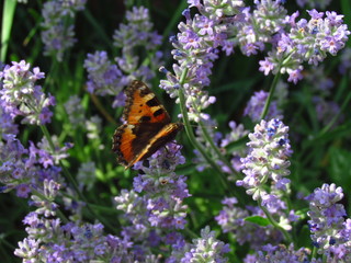 Small tortoiseshell aglais urticae on the blooming lavender shrubs
