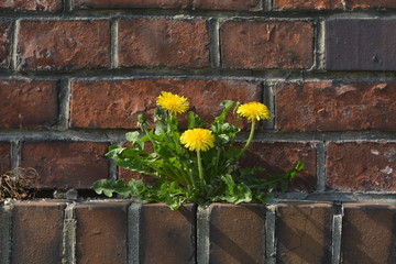 Löwenzahn blüht an der Ziegelsteinmauer
