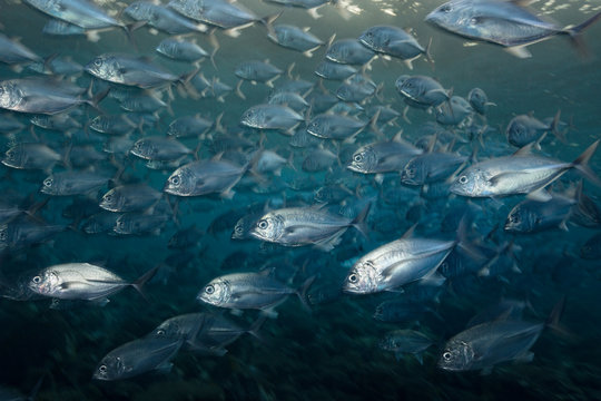 School of Jack Fish on the Move