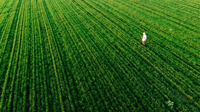Farmer walking green field in spring aerial video at sunset. Agriculture industry concept, organic farmig, growing wheat. Green field ripening at spring season, agricultural landscape
