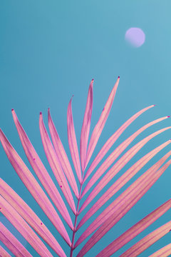 Pink palm frond