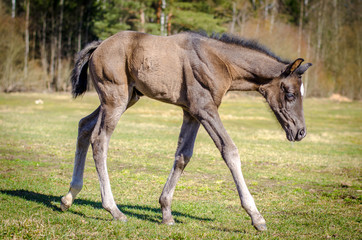 Naklejka na ściany i meble foal walking in the field in the spring