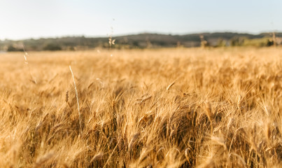 Wheat field at sunset