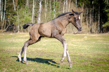 foal running in the field in the spring