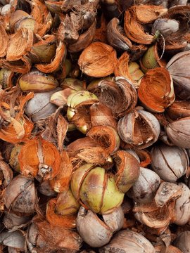 Coconut shell