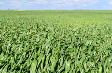 Fototapeta premium Field of young green barley