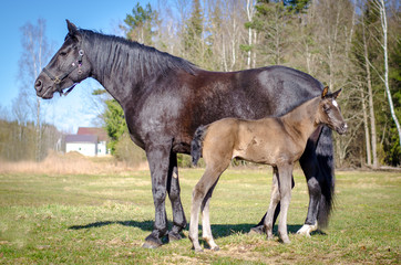 mother horse and child foal
