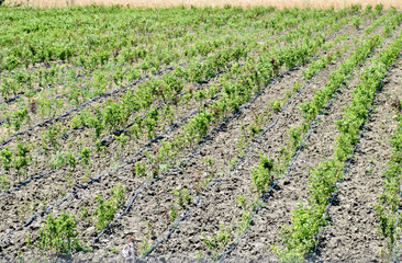 Field with seedlings of fruit trees. Reproduction of fruit crops.