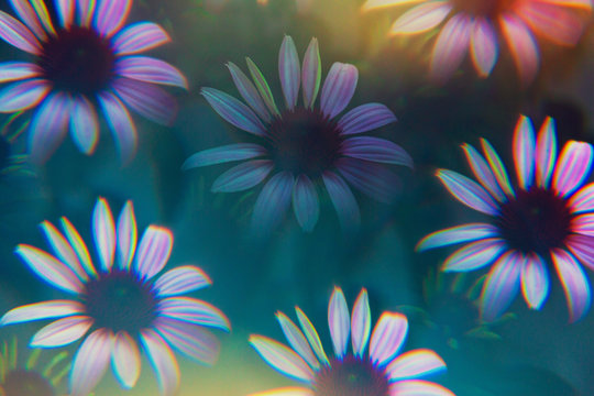 Echinacea photographed through prism filter