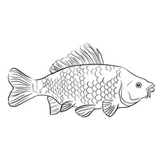 Mirror carp fish vector illustration