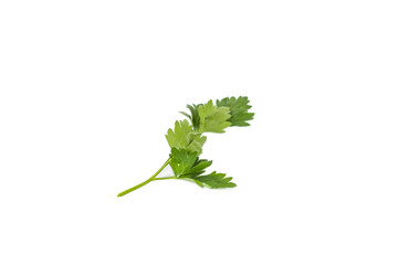 Bunch fresh parsley isolated on white background. Close up