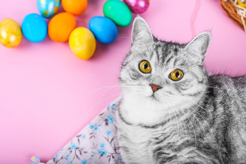 The cat lies on the background of Easter eggs.