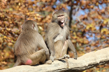 Mantelpavian / Hamadryas Baboon / Papio hamadryas...