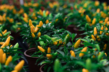 pimentas