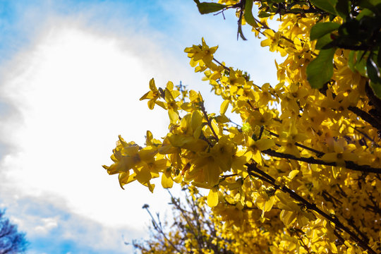 yellow ginster at german springtime