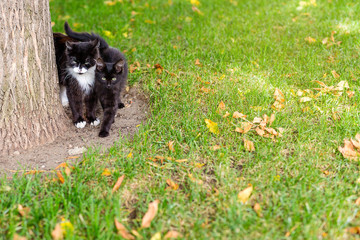 wild street cats hide behind a tree on a Sunny summer day in the green grass