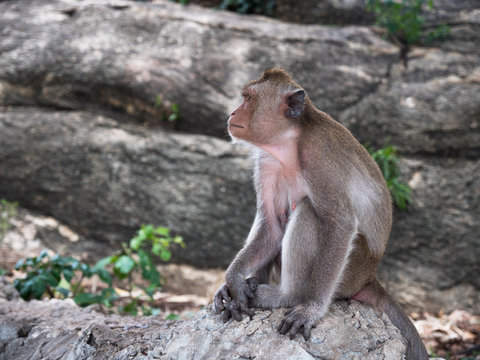 Wild monkey
