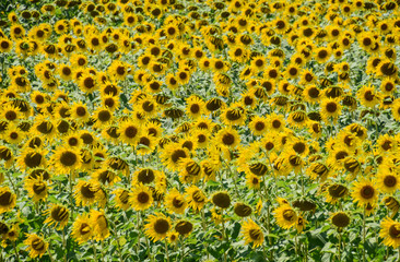 field of blooming sunflowers. Flowering sunflowers in the field. Sunflower field on a sunny day.