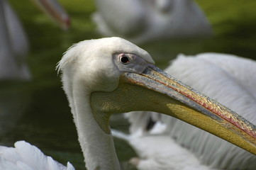 Pelican portrait.