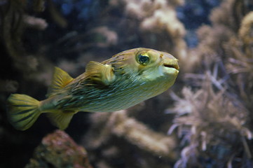 Obraz premium Blowfish swimming