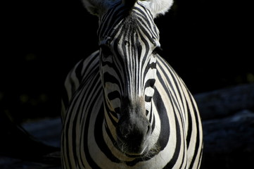 Zebra light and dark.