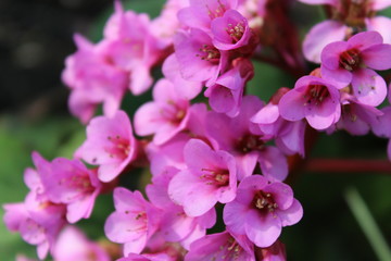 Bergenie: perennial of the year 2017