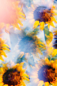 Sunflowers photographed using a prism filter