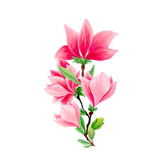 Magnolia flower bouquet in blossom, beautiful branch for logo design, isolated illustrations set. Pink floral sketch drawings. Spring blossom realistic cliparts. Wildflowers pencil texture.